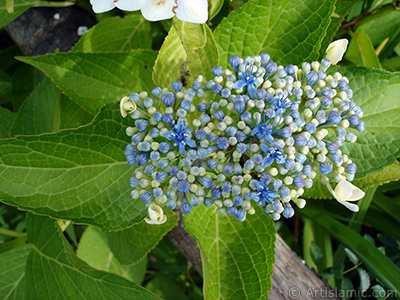 Mavi Ortanca iei resmi. <i>(Ailesi: Hydrangeaceae, Tr: Hydrangea)</i> <br>ekim Tarihi: Temmuz 2005, Yer: Trabzon, Fotoraf: islamiSanat.net