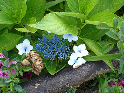 Light blue color Hydrangea -Hortensia- flower. <i>(Family: Hydrangeaceae, Species: Hydrangea)</i> <br>Photo Date: July 2005, Location: Turkey/Trabzon, By: Artislamic.com