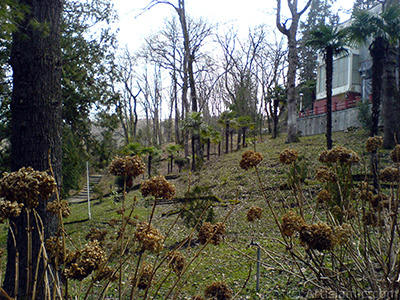 Deadhead Hydrangea -Hortensia- flowers in winter. <i>(Family: Hydrangeaceae, Species: Hydrangea)</i> <br>Photo Date: February 2011, Location: Turkey/Yalova-Termal, By: Artislamic.com