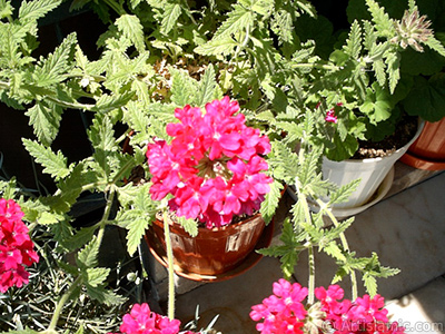 Verbena -Common Vervain- flower. <i>(Family: Verbenaceae, Species: Verbena)</i> <br>Photo Date: January 2002, Location: Turkey/Istanbul-Mother`s Flowers, By: Artislamic.com