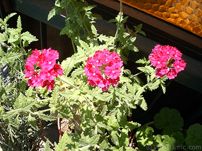 Verbena -Common Vervain- flower. <i>(Family: Verbenaceae, Species: Verbena)</i> <br>Photo Date: January 2002, Location: Turkey/Istanbul-Mother`s Flowers, By: Artislamic.com