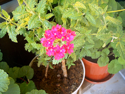 Verbena -Common Vervain- flower. <i>(Family: Verbenaceae, Species: Verbena)</i> <br>Photo Date: January 2002, Location: Turkey/Istanbul-Mother`s Flowers, By: Artislamic.com