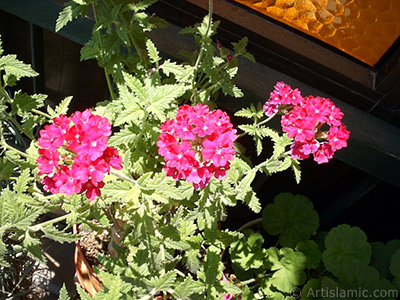 Verbena -Common Vervain- flower. <i>(Family: Verbenaceae, Species: Verbena)</i> <br>Photo Date: January 2002, Location: Turkey/Istanbul-Mother`s Flowers, By: Artislamic.com