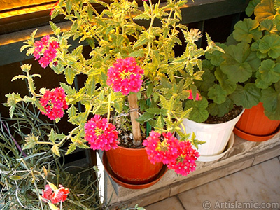 Verbena -Common Vervain- flower. <i>(Family: Verbenaceae, Species: Verbena)</i> <br>Photo Date: January 2002, Location: Turkey/Istanbul-Mother`s Flowers, By: Artislamic.com