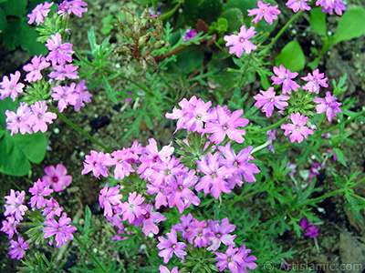 Verbena -Common Vervain- flower. <i>(Family: Verbenaceae, Species: Verbena)</i> <br>Photo Date: June 2005, Location: Turkey/Trabzon, By: Artislamic.com