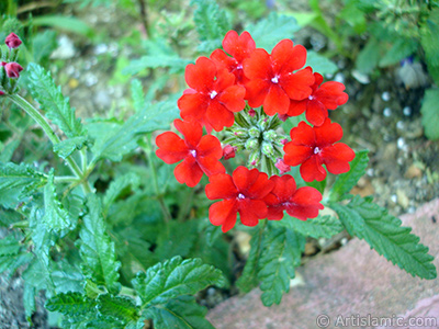 Verbena -Common Vervain- flower. <i>(Family: Verbenaceae, Species: Verbena)</i> <br>Photo Date: July 2005, Location: Turkey/Trabzon, By: Artislamic.com