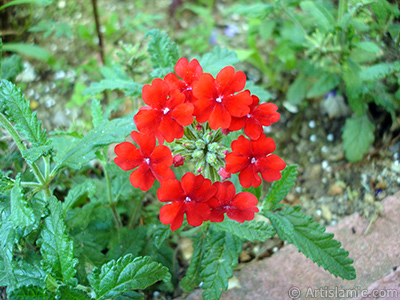 Yer minesi iei resmi. <i>(Ailesi: Verbenaceae, Tr: Verbena)</i> <br>ekim Tarihi: Temmuz 2005, Yer: Trabzon, Fotoraf: islamiSanat.net