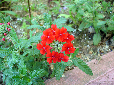 Yer minesi iei resmi. <i>(Ailesi: Verbenaceae, Tr: Verbena)</i> <br>ekim Tarihi: Temmuz 2005, Yer: Trabzon, Fotoraf: islamiSanat.net