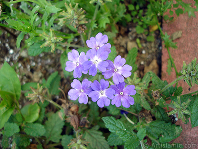 Verbena -Common Vervain- flower. <i>(Family: Verbenaceae, Species: Verbena)</i> <br>Photo Date: July 2005, Location: Turkey/Trabzon, By: Artislamic.com