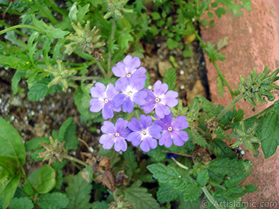 Yer minesi iei resmi. <i>(Ailesi: Verbenaceae, Tr: Verbena)</i> <br>ekim Tarihi: Temmuz 2005, Yer: Trabzon, Fotoraf: islamiSanat.net