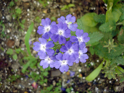 Verbena -Common Vervain- flower. <i>(Family: Verbenaceae, Species: Verbena)</i> <br>Photo Date: July 2005, Location: Turkey/Trabzon, By: Artislamic.com