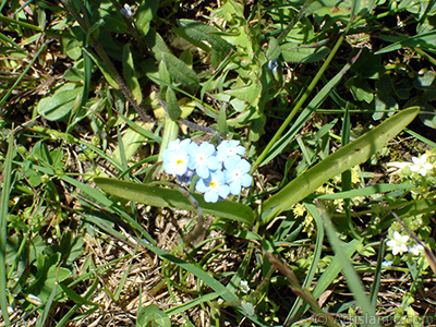 Verbena -Common Vervain- flower. <i>(Family: Verbenaceae, Species: Verbena)</i> <br>Photo Date: July 2005, Location: Turkey/Trabzon, By: Artislamic.com