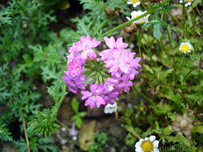 Verbena -Common Vervain- flower. <i>(Family: Verbenaceae, Species: Verbena)</i> <br>Photo Date: July 2005, Location: Turkey/Trabzon, By: Artislamic.com