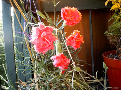 Red color Carnation -Clove Pink- flower. <i>(Family: Caryophyllaceae, Species: Dianthus caryophyllus)</i> <br>Photo Date: January 2002, Location: Turkey/Istanbul-Mother`s Flowers, By: Artislamic.com