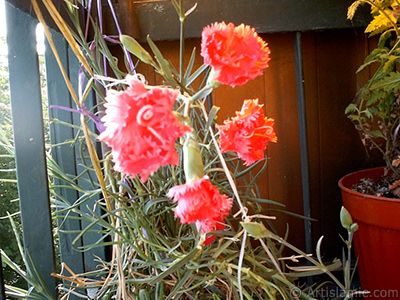 Krmz Karanfil iei resmi. <i>(Ailesi: Caryophyllaceae, Tr: Dianthus caryophyllus)</i> <br>ekim Tarihi: Ocak 2002, Yer: stanbul-Annemin iekleri, Fotoraf: islamiSanat.net