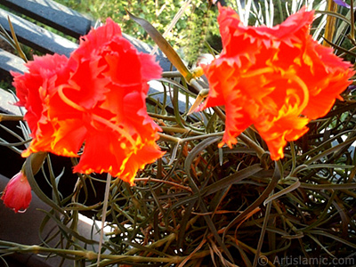 Red color Carnation -Clove Pink- flower. <i>(Family: Caryophyllaceae, Species: Dianthus caryophyllus)</i> <br>Photo Date: January 2002, Location: Turkey/Istanbul-Mother`s Flowers, By: Artislamic.com