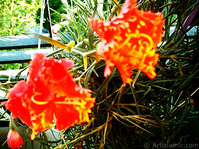 Red color Carnation -Clove Pink- flower. <i>(Family: Caryophyllaceae, Species: Dianthus caryophyllus)</i> <br>Photo Date: January 2002, Location: Turkey/Istanbul-Mother`s Flowers, By: Artislamic.com