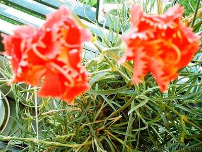 Red color Carnation -Clove Pink- flower. <i>(Family: Caryophyllaceae, Species: Dianthus caryophyllus)</i> <br>Photo Date: January 2002, Location: Turkey/Istanbul-Mother`s Flowers, By: Artislamic.com