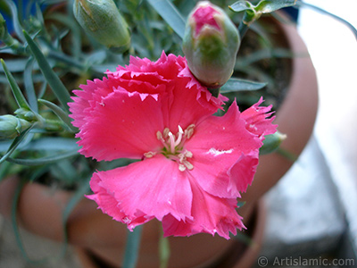 Pink color Carnation -Clove Pink- flower. <i>(Family: Caryophyllaceae, Species: Dianthus caryophyllus)</i> <br>Photo Date: May 2005, Location: Turkey/Istanbul, By: Artislamic.com