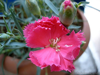 Pink color Carnation -Clove Pink- flower. <i>(Family: Caryophyllaceae, Species: Dianthus caryophyllus)</i> <br>Photo Date: May 2005, Location: Turkey/Istanbul, By: Artislamic.com