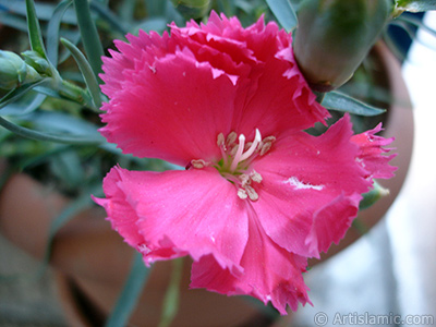 Pembe Karanfil iei resmi. <i>(Ailesi: Caryophyllaceae, Tr: Dianthus caryophyllus)</i> <br>ekim Tarihi: Mays 2005, Yer: stanbul, Fotoraf: islamiSanat.net