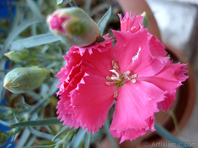 Pembe Karanfil iei resmi. <i>(Ailesi: Caryophyllaceae, Tr: Dianthus caryophyllus)</i> <br>ekim Tarihi: Mays 2005, Yer: stanbul, Fotoraf: islamiSanat.net