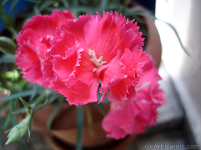 Pembe Karanfil iei resmi. <i>(Ailesi: Caryophyllaceae, Tr: Dianthus caryophyllus)</i> <br>ekim Tarihi: Mays 2005, Yer: stanbul, Fotoraf: islamiSanat.net