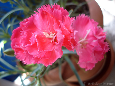 Pink color Carnation -Clove Pink- flower. <i>(Family: Caryophyllaceae, Species: Dianthus caryophyllus)</i> <br>Photo Date: May 2005, Location: Turkey/Istanbul, By: Artislamic.com