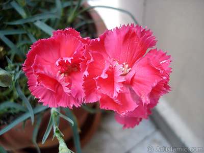 Pembe Karanfil iei resmi. <i>(Ailesi: Caryophyllaceae, Tr: Dianthus caryophyllus)</i> <br>ekim Tarihi: Mays 2005, Yer: stanbul, Fotoraf: islamiSanat.net