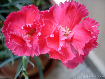 Pembe Karanfil iei resmi. <i>(Ailesi: Caryophyllaceae, Tr: Dianthus caryophyllus)</i> <br>ekim Tarihi: Mays 2005, Yer: stanbul, Fotoraf: islamiSanat.net