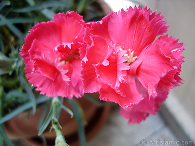 Pembe Karanfil iei resmi. <i>(Ailesi: Caryophyllaceae, Tr: Dianthus caryophyllus)</i> <br>ekim Tarihi: Mays 2005, Yer: stanbul, Fotoraf: islamiSanat.net