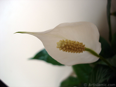 White color Peace Lily -Spath- flower. <i>(Family: Araceae, Species: Spathiphyllum wallisii)</i> <br>Photo Date: March 2009, Location: Turkey/Istanbul-Mother`s Flowers, By: Artislamic.com