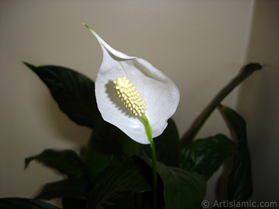 White color Peace Lily -Spath- flower. <i>(Family: Araceae, Species: Spathiphyllum wallisii)</i> <br>Photo Date: March 2009, Location: Turkey/Istanbul-Mother`s Flowers, By: Artislamic.com