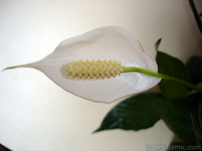 White color Peace Lily -Spath- flower. <i>(Family: Araceae, Species: Spathiphyllum wallisii)</i> <br>Photo Date: March 2009, Location: Turkey/Istanbul-Mother`s Flowers, By: Artislamic.com