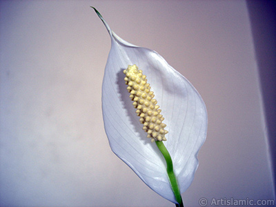 White color Peace Lily -Spath- flower. <i>(Family: Araceae, Species: Spathiphyllum wallisii)</i> <br>Photo Date: March 2009, Location: Turkey/Istanbul-Mother`s Flowers, By: Artislamic.com