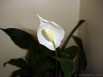 White color Peace Lily -Spath- flower. <i>(Family: Araceae, Species: Spathiphyllum wallisii)</i> <br>Photo Date: March 2009, Location: Turkey/Istanbul-Mother`s Flowers, By: Artislamic.com