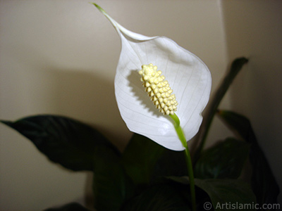 White color Peace Lily -Spath- flower. <i>(Family: Araceae, Species: Spathiphyllum wallisii)</i> <br>Photo Date: March 2009, Location: Turkey/Istanbul-Mother`s Flowers, By: Artislamic.com