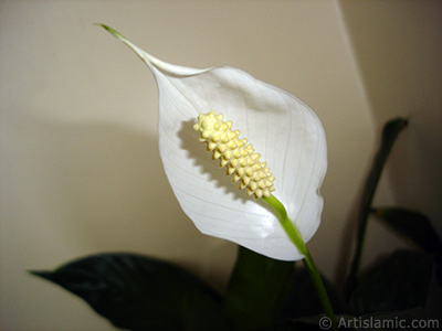 White color Peace Lily -Spath- flower. <i>(Family: Araceae, Species: Spathiphyllum wallisii)</i> <br>Photo Date: March 2009, Location: Turkey/Istanbul-Mother`s Flowers, By: Artislamic.com