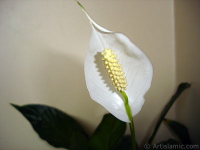 White color Peace Lily -Spath- flower. <i>(Family: Araceae, Species: Spathiphyllum wallisii)</i> <br>Photo Date: March 2009, Location: Turkey/Istanbul-Mother`s Flowers, By: Artislamic.com