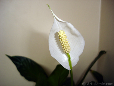 White color Peace Lily -Spath- flower. <i>(Family: Araceae, Species: Spathiphyllum wallisii)</i> <br>Photo Date: March 2009, Location: Turkey/Istanbul-Mother`s Flowers, By: Artislamic.com