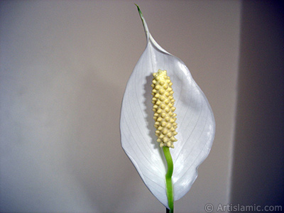 White color Peace Lily -Spath- flower. <i>(Family: Araceae, Species: Spathiphyllum wallisii)</i> <br>Photo Date: March 2009, Location: Turkey/Istanbul-Mother`s Flowers, By: Artislamic.com