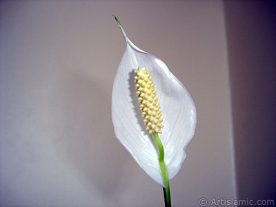 White color Peace Lily -Spath- flower. <i>(Family: Araceae, Species: Spathiphyllum wallisii)</i> <br>Photo Date: March 2009, Location: Turkey/Istanbul-Mother`s Flowers, By: Artislamic.com