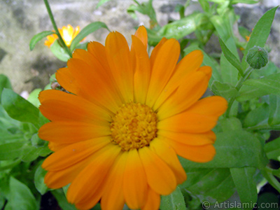 Papatyagiller ailesinden sar papatyay da andran koyu turuncu renkte `Ayn- Sefa` iei resmi. <i>(Ailesi: Asteraceae / Compositae, Tr: Calendula officinalis)</i> <br>ekim Tarihi: Haziran 2005, Yer: Trabzon, Fotoraf: islamiSanat.net