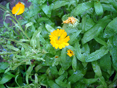 Papatyagiller ailesinden sar papatyay da andran koyu turuncu renkte `Ayn- Sefa` iei resmi. <i>(Ailesi: Asteraceae / Compositae, Tr: Calendula officinalis)</i> <br>ekim Tarihi: Temmuz 2005, Yer: Trabzon, Fotoraf: islamiSanat.net