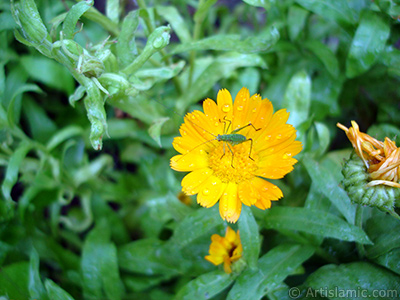 Papatyagiller ailesinden sar papatyay da andran koyu turuncu renkte `Ayn- Sefa` iei resmi. <i>(Ailesi: Asteraceae / Compositae, Tr: Calendula officinalis)</i> <br>ekim Tarihi: Temmuz 2005, Yer: Trabzon, Fotoraf: islamiSanat.net