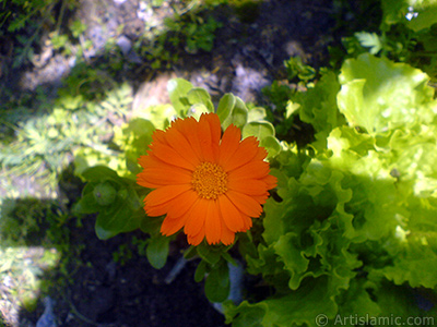 Dark orange color Pot Marigold -Scotch Marigold- flower which is similar to yellow daisy. <i>(Family: Asteraceae / Compositae, Species: Calendula officinalis)</i> <br>Photo Date: April 2007, Location: Turkey/Sakarya, By: Artislamic.com
