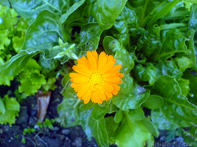 Papatyagiller ailesinden sar papatyay da andran koyu turuncu renkte `Ayn- Sefa` iei resmi. <i>(Ailesi: Asteraceae / Compositae, Tr: Calendula officinalis)</i> <br>ekim Tarihi: Nisan 2007, Yer: Sakarya, Fotoraf: islamiSanat.net