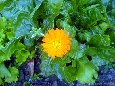 Papatyagiller ailesinden sar papatyay da andran koyu turuncu renkte `Ayn- Sefa` iei resmi. <i>(Ailesi: Asteraceae / Compositae, Tr: Calendula officinalis)</i> <br>ekim Tarihi: Nisan 2007, Yer: Sakarya, Fotoraf: islamiSanat.net