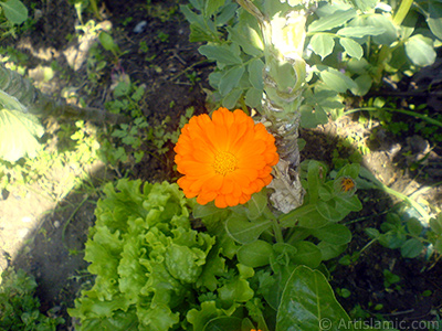 Papatyagiller ailesinden sar papatyay da andran koyu turuncu renkte `Ayn- Sefa` iei resmi. <i>(Ailesi: Asteraceae / Compositae, Tr: Calendula officinalis)</i> <br>ekim Tarihi: Nisan 2007, Yer: Sakarya, Fotoraf: islamiSanat.net