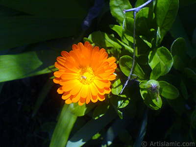 Papatyagiller ailesinden sar papatyay da andran koyu turuncu renkte `Ayn- Sefa` iei resmi. <i>(Ailesi: Asteraceae / Compositae, Tr: Calendula officinalis)</i> <br>ekim Tarihi: Nisan 2007, Yer: Sakarya, Fotoraf: islamiSanat.net